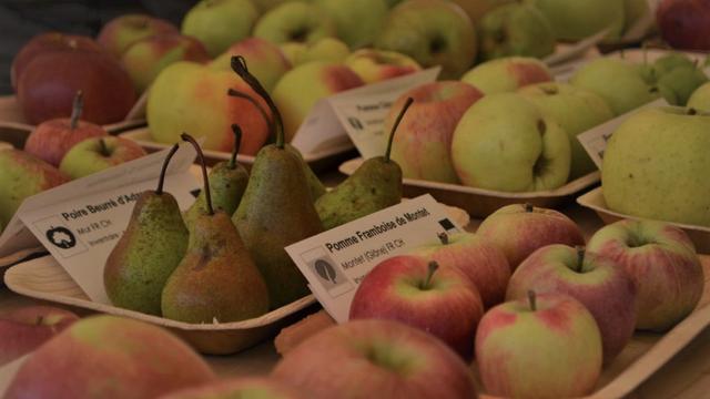 Fruits et biodiversité: vers une réhabilitation des pommes de nos régions? [Rétropomme]