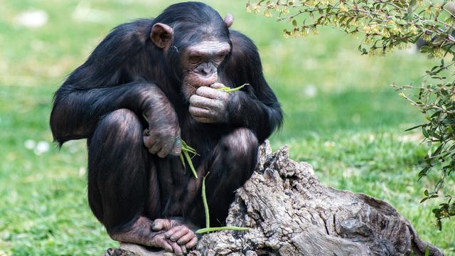 Les chimpanzés ingèrent certaines substances naturelles pour se soigner.
izanbar
Depositphotos [izanbar]