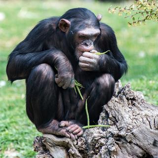 Les chimpanzés ingèrent certaines substances naturelles pour se soigner.
izanbar
Depositphotos [izanbar]