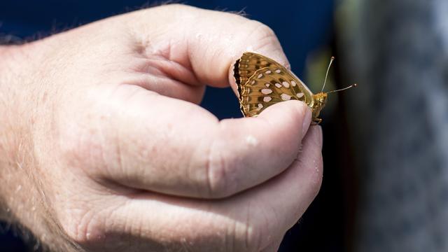 FINMA et BNS devraient prendre en compte les risques liés à la baisse de la biodiversité, estime le WWF. [Keystone - Alexandra Wey]