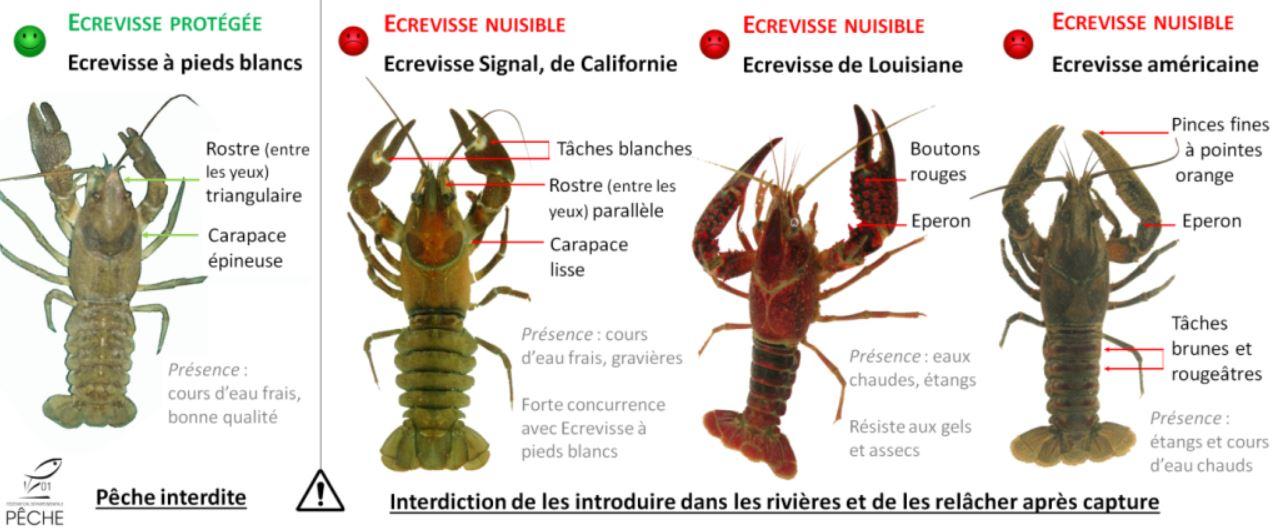 Savoir reconnaître l'espèce indigène d'écrevisse, protégée, des espèces invasives. [Fédération départementale de pêche de l'Ain]