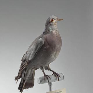 Pigeon colombin. [AFP - Leemage]