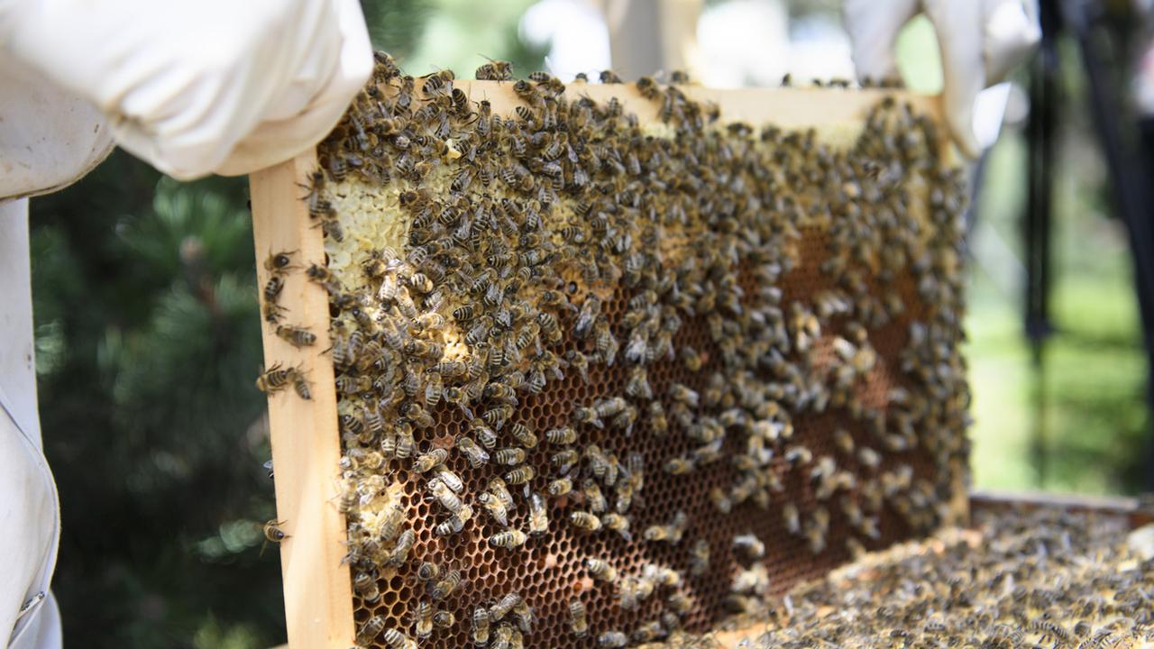 L'hiver 2020-2021 a été fatal à 14,2% des colonies d'abeilles. [Keystone - Laurent Gillieron]