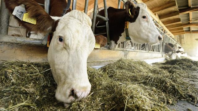 Difficile de nourrir les animaux avec du fourrage exclusivement suisse. [KEYSTONE - Laurent Gillieron]