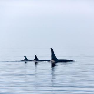 Trois orques en rang serré.
JuRitt
Depositphotos [JuRitt]