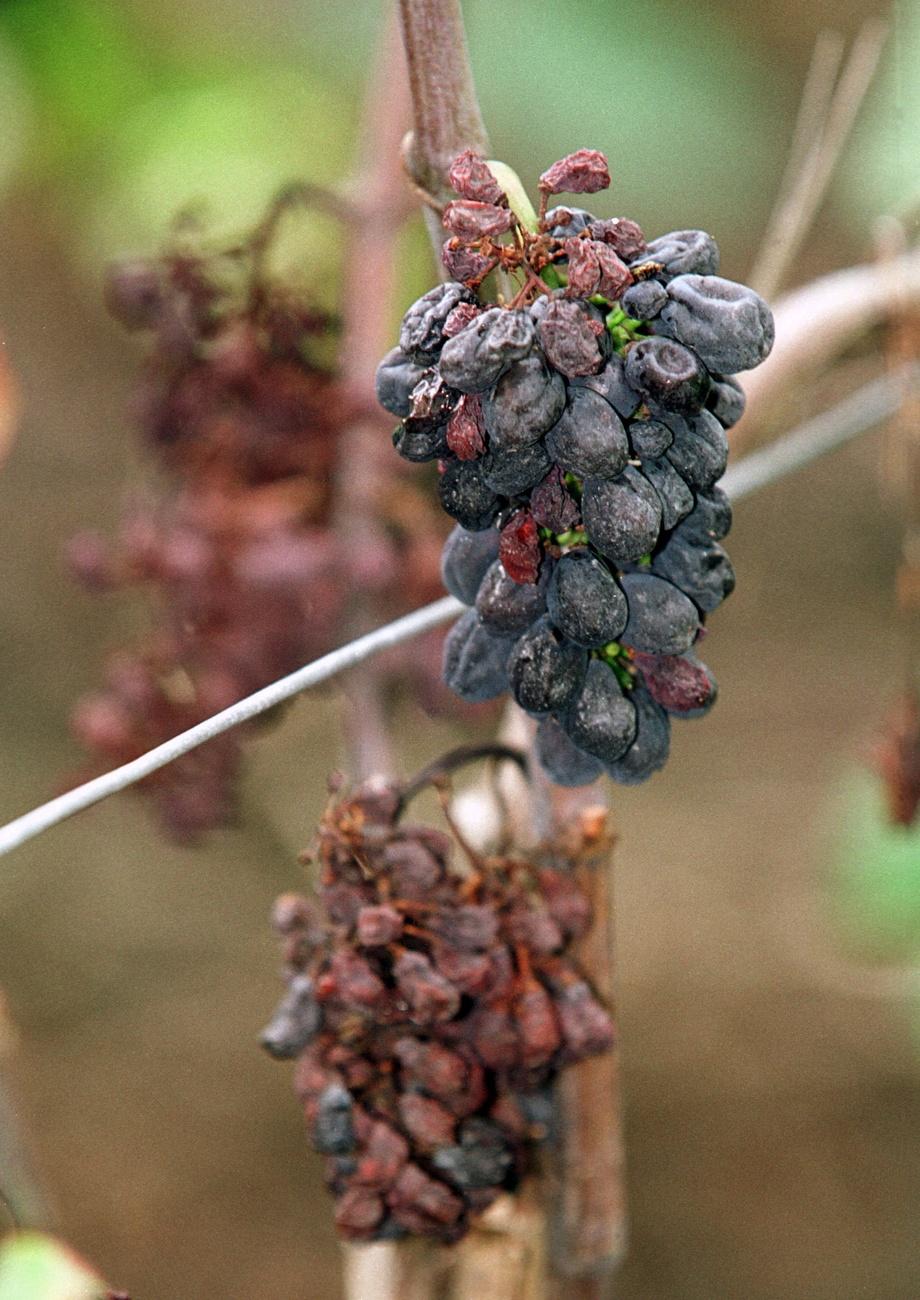 Une grappe de raisin attaquée par le mildiou, un champignon qui prolifère lors de printems et d'été pluvieux. [Keystone - Martial Trezzini]
