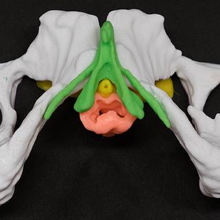 Anatomie sexuelle féminine tel que le montre le kit 3D développé par des scientifiques de l'UNIGE et des HUG.
IMG avec CP Unige
HUG / UNIGE [HUG / UNIGE]