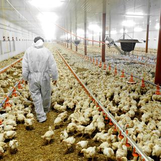 75 % de ces maladies infectieuses humaines sont issues de réservoirs animaux. Ici un élevage de poulets. [Depositphotos - roibu]