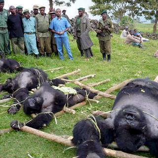 Des gorilles abattus par un tireur inconnu en République démocratique du Congo en 2007.
EPA/WWF/Altor IGCP/Goma/Str
Keystone [EPA/WWF/Altor IGCP/Goma/Str]