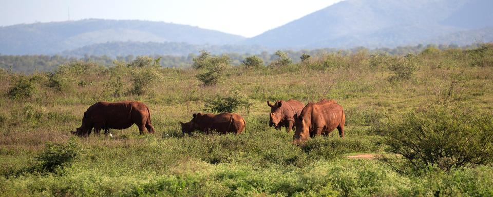 Des rhinocéros broutent dans la réserve naturelle de Pongola, à Jozini. Afrique du Sud, le 6 octobre 2018. [Reuters - Rogan Ward]