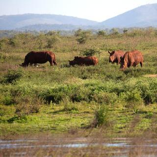 Des rhinocéros broutent dans la réserve naturelle de Pongola, à Jozini. Afrique du Sud, le 6 octobre 2018. [Reuters - Rogan Ward]