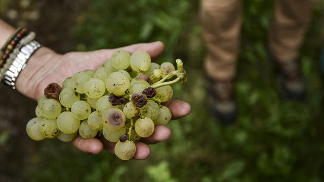 Les vendanges débutent partout en Suisse. [Keystone - Theophile Bloudanis]