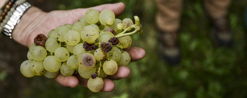 Les vendanges débutent partout en Suisse. [Keystone - Theophile Bloudanis]