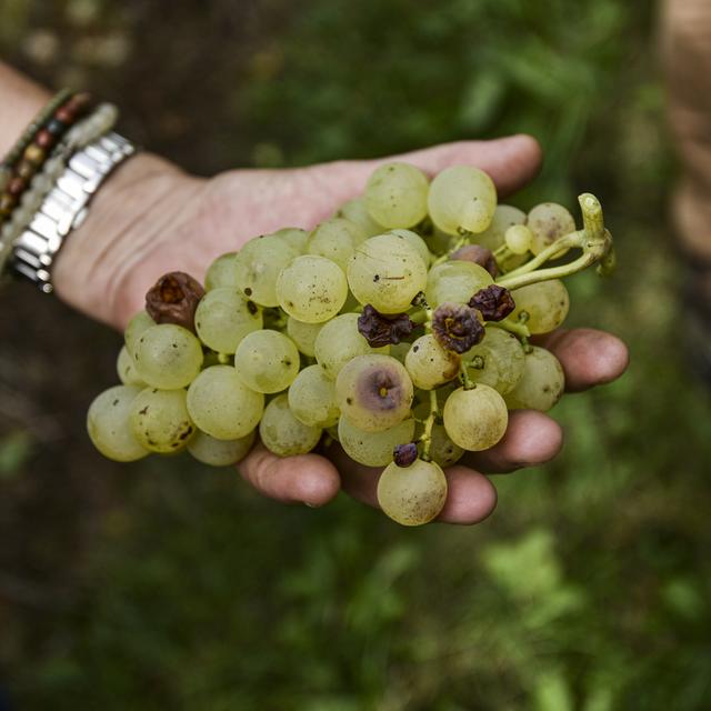 Les vendanges débutent partout en Suisse. [Keystone - Theophile Bloudanis]