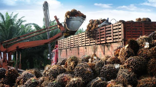 Une pelleteuse récolte des fruits pour faire de l'huile de palme. [Depositphotos - tristantan71]