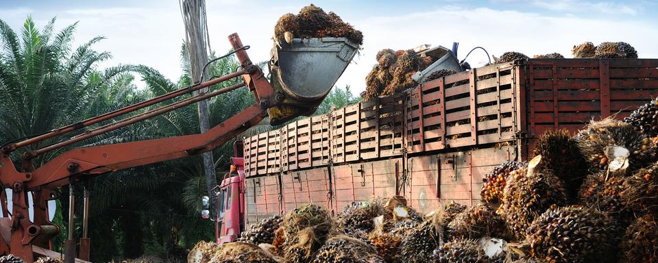 Une pelleteuse récolte des fruits pour faire de l'huile de palme. [Depositphotos - tristantan71]