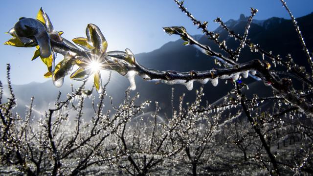 En Suisse, les arboriculteurs tirent un premier bilan des nuits glaciales consécutives de ces dernières semaines. [KEYSTONE - JEAN-CHRISTOPHE BOTT]