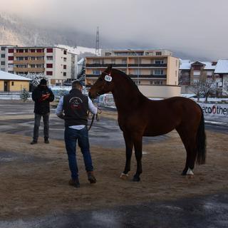 La sélection nationale des chevaux des Franches-Montagnes se déroule sans public. [RTS - Gaël Klein]