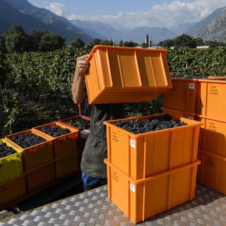 Des caisses de raisins à Leytron en Valais. [Keystone - Jean-Christophe Bott]