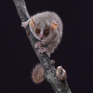 Le microcèbe mignon, la plus petite espèce de primates, possède une excellente vision.
Img avec CP Unige
Daniel Huber
Unige [Unige - Daniel Huber]