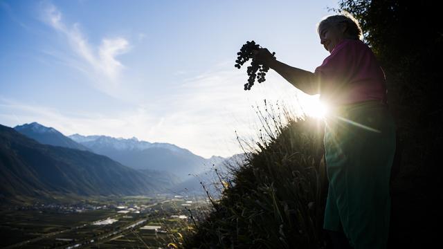 Les vendanges commencent en Valais. [Keystone - Jean-Christophe Bott]