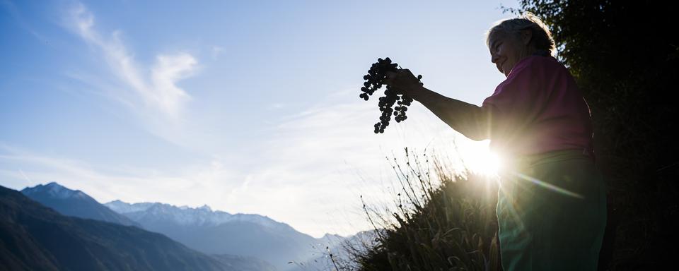 Les vendanges commencent en Valais. [Keystone - Jean-Christophe Bott]