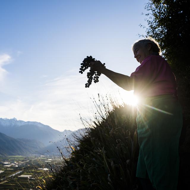 Les vendanges commencent en Valais. [Keystone - Jean-Christophe Bott]