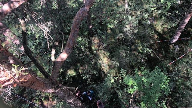 Au cœur du bois de Finges, des pins sont étudiés de près pour comprendre leur résistance à la sécheresse et leur croissance la nuit quand l’air est plus humide. [RTS - Cécile Guérin]