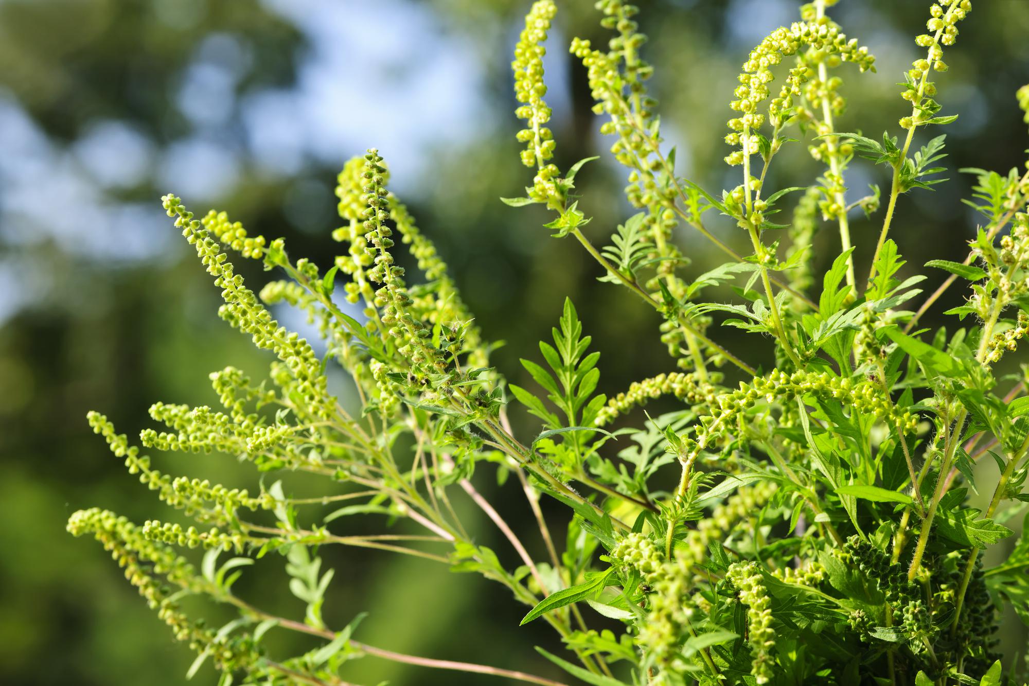 L'ambroisie à feuilles d'armoise est une plante dont le pollen peut provoquer des allergies. [Depositphotos - elenathewise]