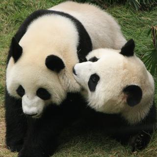 L'amour chez les pandas, c'est une fois par année.
DonyaNedomam
Depositphotos [DonyaNedomam]