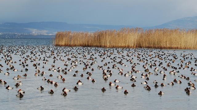 La Grande Cariçaie (2/5): un lieu unique pour lʹobservation scientifique de la faune et la flore. [©AGC]