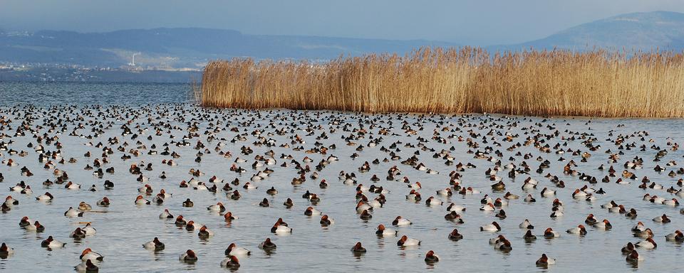 La Grande Cariçaie (2/5): un lieu unique pour lʹobservation scientifique de la faune et la flore. [©AGC]