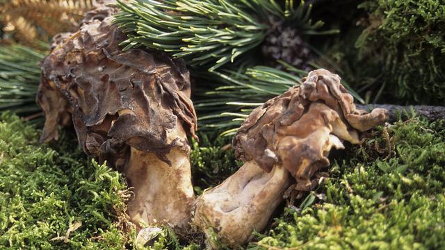 Le gyromitre, ici l'espèce "Gyromitra infula" ou Gyromitre en turban, peut être confondu avec la morille par les amateurs, mais contient une toxine dangereuse. [AFP]