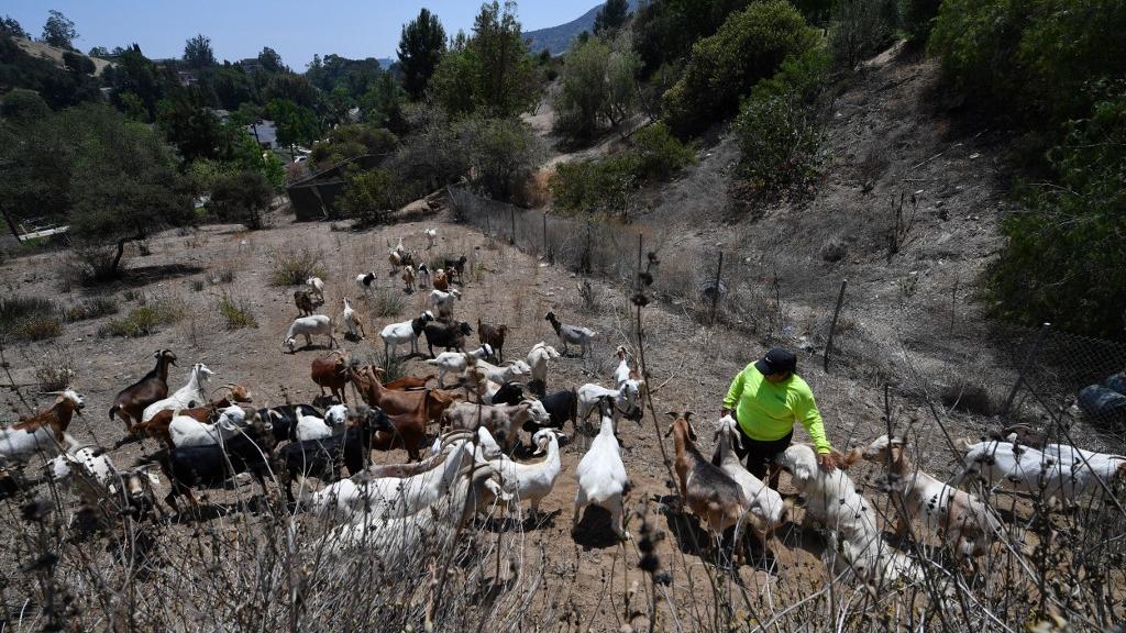 Des chèvres, improbables alliées des pompiers en Californie. [AFP - Robyn Beck]