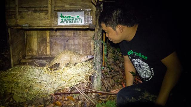 Thai Van Nguyen, directeur de l'organisation Save Vietnam's Wildlife (SVW), a reçu le prix Goldman pour l'environnement 2021. Ici, il relâche "Maracle" et sa maman dans la réserve naturelle de Sao La. [Save Vietnam's Wildlife]