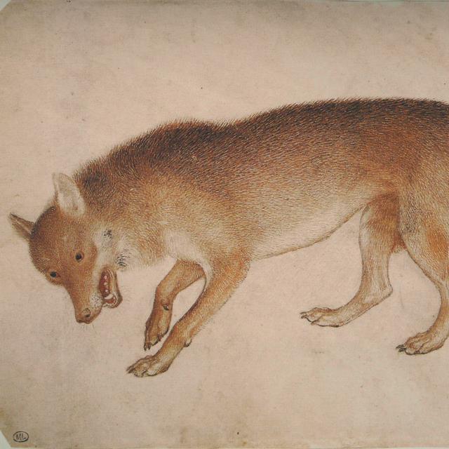 Loup mort, couché sur le flanc droit, disposé dans une attitude menaçante de Pisanello. [Domaine public / Musée du Louvre - Pisanello]