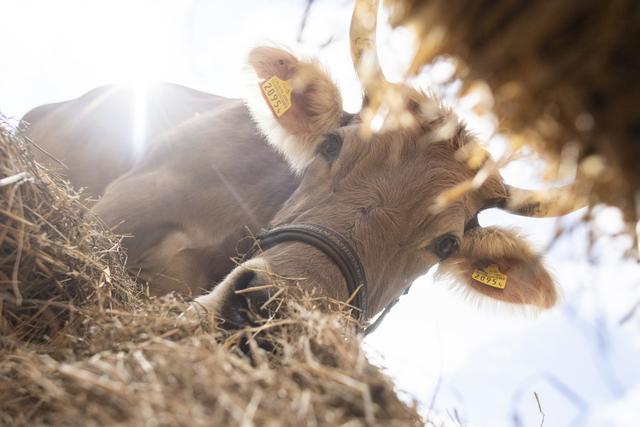 Une vache mange du foin. [Keystone - Ennio Leanza]