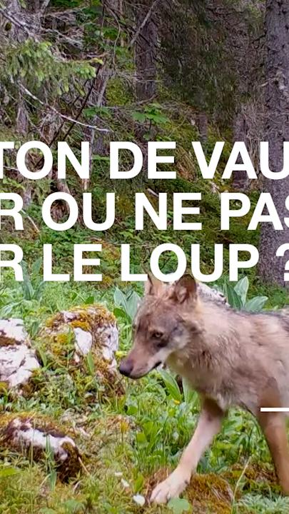 Tirer ou ne pas tirer le loup. [RTS]