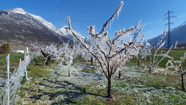 Avec le retour du froid, les arboriculteurs craignent à nouveau le gel [RTS - Romain Boisset]