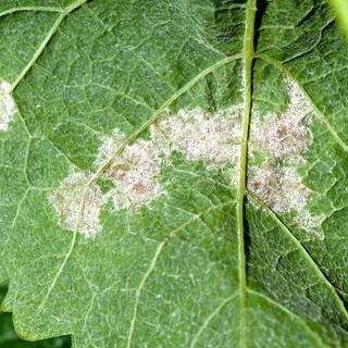 Une feuille de vigne attaquée par le mildiou. [AFP - Philippe Roy / Aurimages]