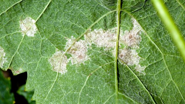 Une feuille de vigne attaquée par le mildiou. [AFP - Philippe Roy / Aurimages]