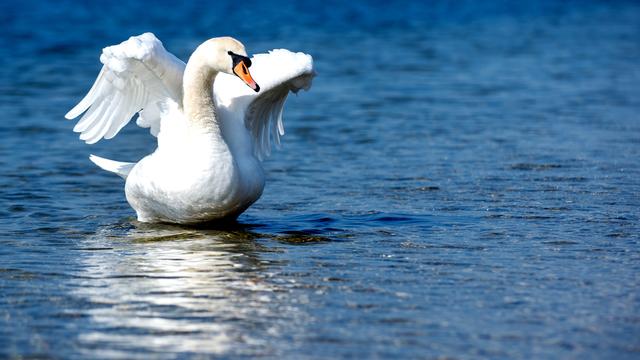 Un cygne sur un lac allemand. [Keystone - DPA/Hauke-Christian Dittrich]