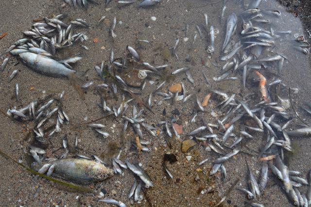 Samedi la quantité de poissons et d'algues ramassée s'élevait à 15 tonnes. [Keystone - EFE/ANSE]