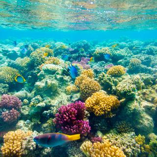 Récif corallien tropical - Mer Rouge. [depositphotos - cookelma]
