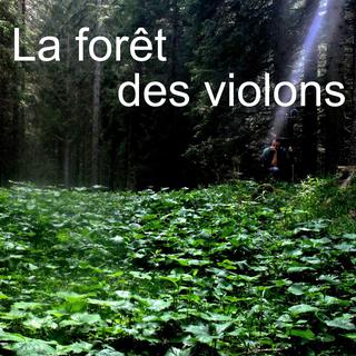 Le labo: La forêt des violons. [RTS/ Le labo]