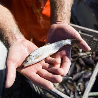 Les poissons de nos lacs contiennent aussi de la vitamine D. [Keystone - Jean-Christophe Bott]