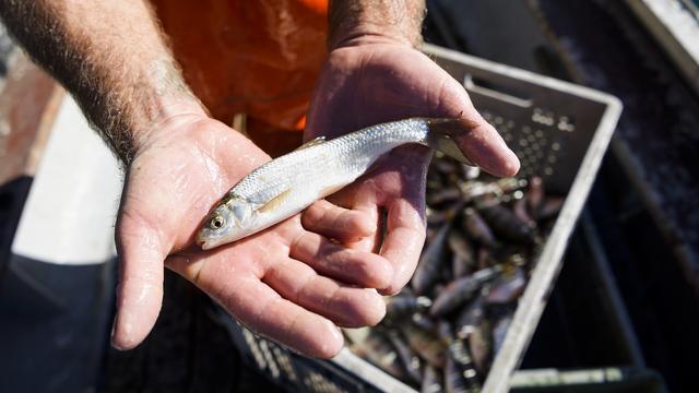 Les poissons de nos lacs contiennent aussi de la vitamine D. [Keystone - Jean-Christophe Bott]