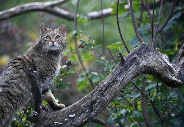 Un chat sauvage, dont la population est à nouveau en augmentation en Suisse. [Keystone - Martin Schutt]