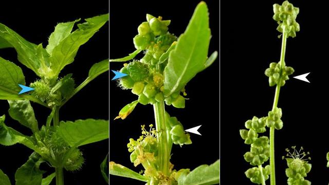 Habituellement, chez la mercuriale annuelle, les plantes sont soit des femelles (photo de gauche, les flèches bleues indiquent les fruits, éléments femelles), soit des mâles (photo de droite, les flèches blanches indiquent les fleurs mâles). Au cours de l’expérience, des plantes femelles hermaphrodites sont apparues (photo centrale). Elles produisent des fleurs mâles et quelques fruits.
IMG avec CP Unil
Guillaume Cossard & Xinji Li
DEE/Unil [DEE/Unil - Guillaume Cossard & Xinji Li]