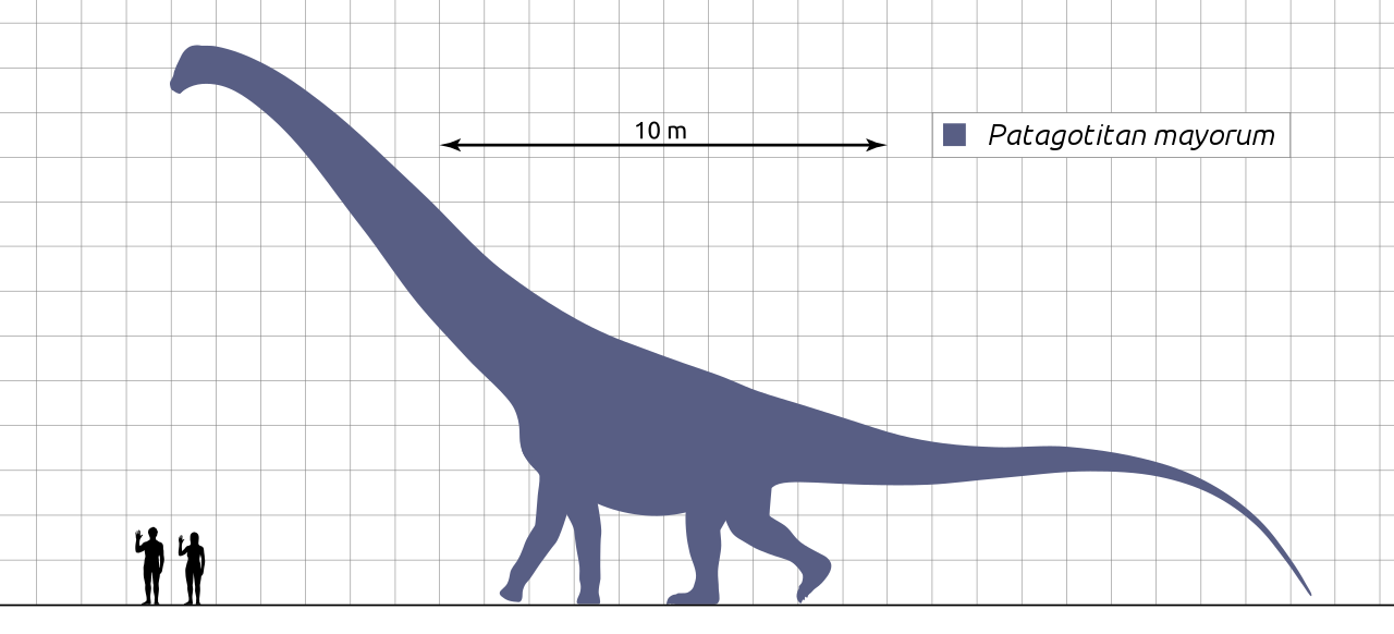 Patagotitan mayorum, le plus grand dinosaure identifié à ce jour. [CC BY-SA 4.0 - Steveoc 86, Henrique Paes]
